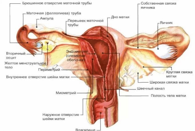 Гинекология Киев Гинекология Киев